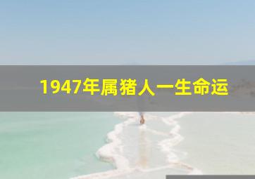 1947年属猪人一生命运