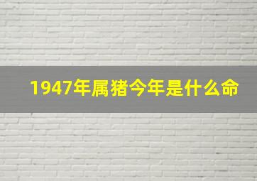 1947年属猪今年是什么命