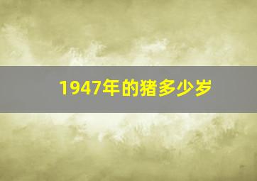 1947年的猪多少岁