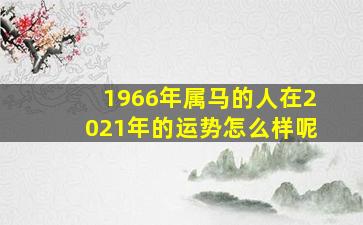 1966年属马的人在2021年的运势怎么样呢