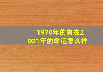 1970年的狗在2021年的命运怎么样