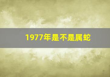 1977年是不是属蛇