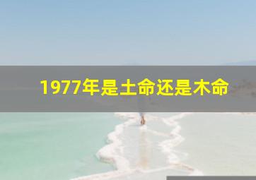 1977年是土命还是木命