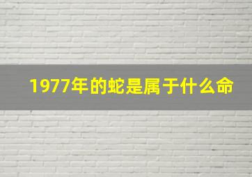 1977年的蛇是属于什么命