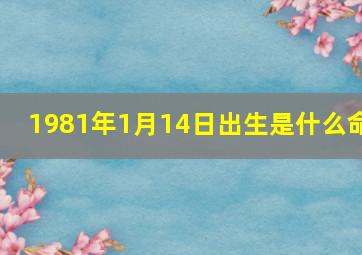 1981年1月14日出生是什么命