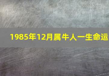 1985年12月属牛人一生命运