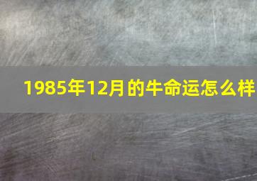 1985年12月的牛命运怎么样