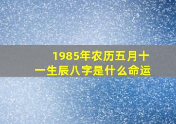 1985年农历五月十一生辰八字是什么命运