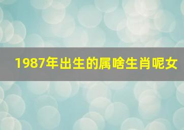 1987年出生的属啥生肖呢女