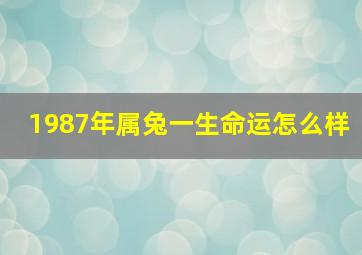 1987年属兔一生命运怎么样