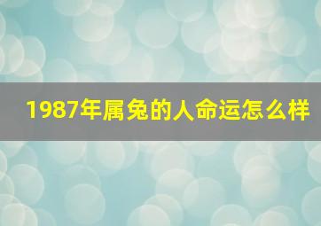 1987年属兔的人命运怎么样