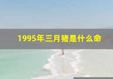 1995年三月猪是什么命