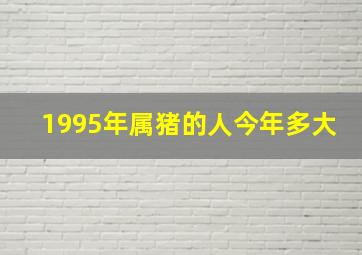 1995年属猪的人今年多大