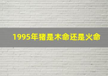 1995年猪是木命还是火命