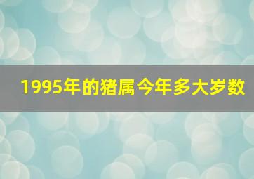 1995年的猪属今年多大岁数