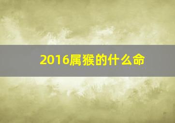 2016属猴的什么命