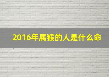 2016年属猴的人是什么命