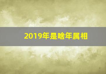 2019年是啥年属相