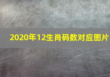 2020年12生肖码数对应图片