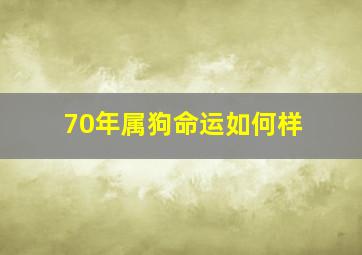 70年属狗命运如何样