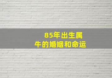 85年出生属牛的婚姻和命运