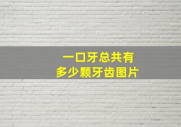 一口牙总共有多少颗牙齿图片