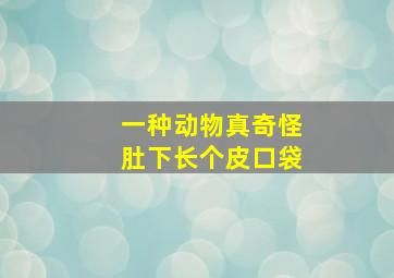 一种动物真奇怪肚下长个皮口袋