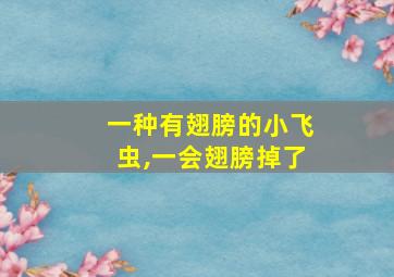 一种有翅膀的小飞虫,一会翅膀掉了