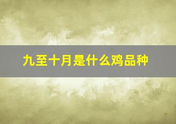 九至十月是什么鸡品种