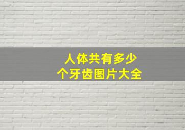 人体共有多少个牙齿图片大全