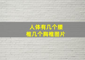 人体有几个腰椎几个胸椎图片