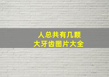 人总共有几颗大牙齿图片大全