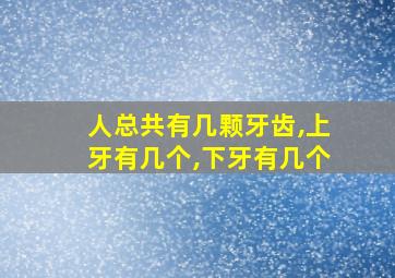 人总共有几颗牙齿,上牙有几个,下牙有几个