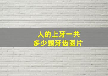 人的上牙一共多少颗牙齿图片