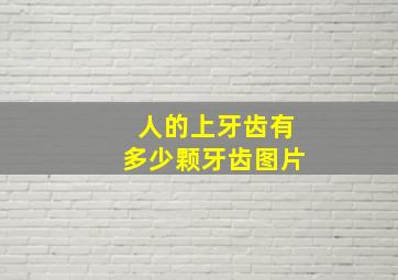 人的上牙齿有多少颗牙齿图片