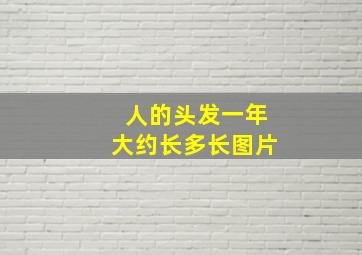 人的头发一年大约长多长图片