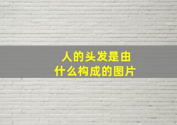 人的头发是由什么构成的图片