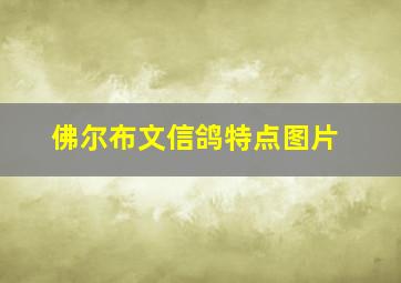 佛尔布文信鸽特点图片