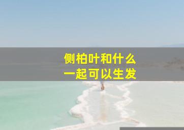 侧柏叶和什么一起可以生发