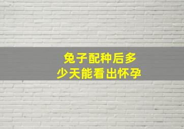 兔子配种后多少天能看出怀孕