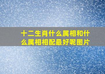 十二生肖什么属相和什么属相相配最好呢图片