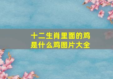 十二生肖里面的鸡是什么鸡图片大全