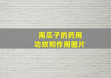 南瓜子的药用功效和作用图片