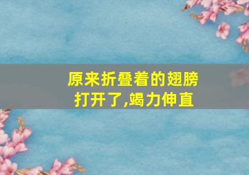 原来折叠着的翅膀打开了,竭力伸直