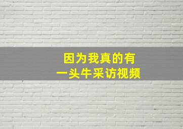 因为我真的有一头牛采访视频