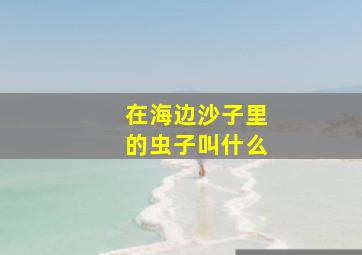 在海边沙子里的虫子叫什么