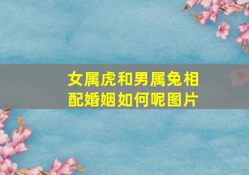 女属虎和男属兔相配婚姻如何呢图片