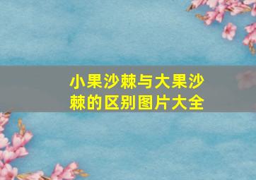 小果沙棘与大果沙棘的区别图片大全