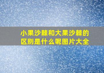 小果沙棘和大果沙棘的区别是什么呢图片大全