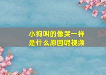 小狗叫的像哭一样是什么原因呢视频